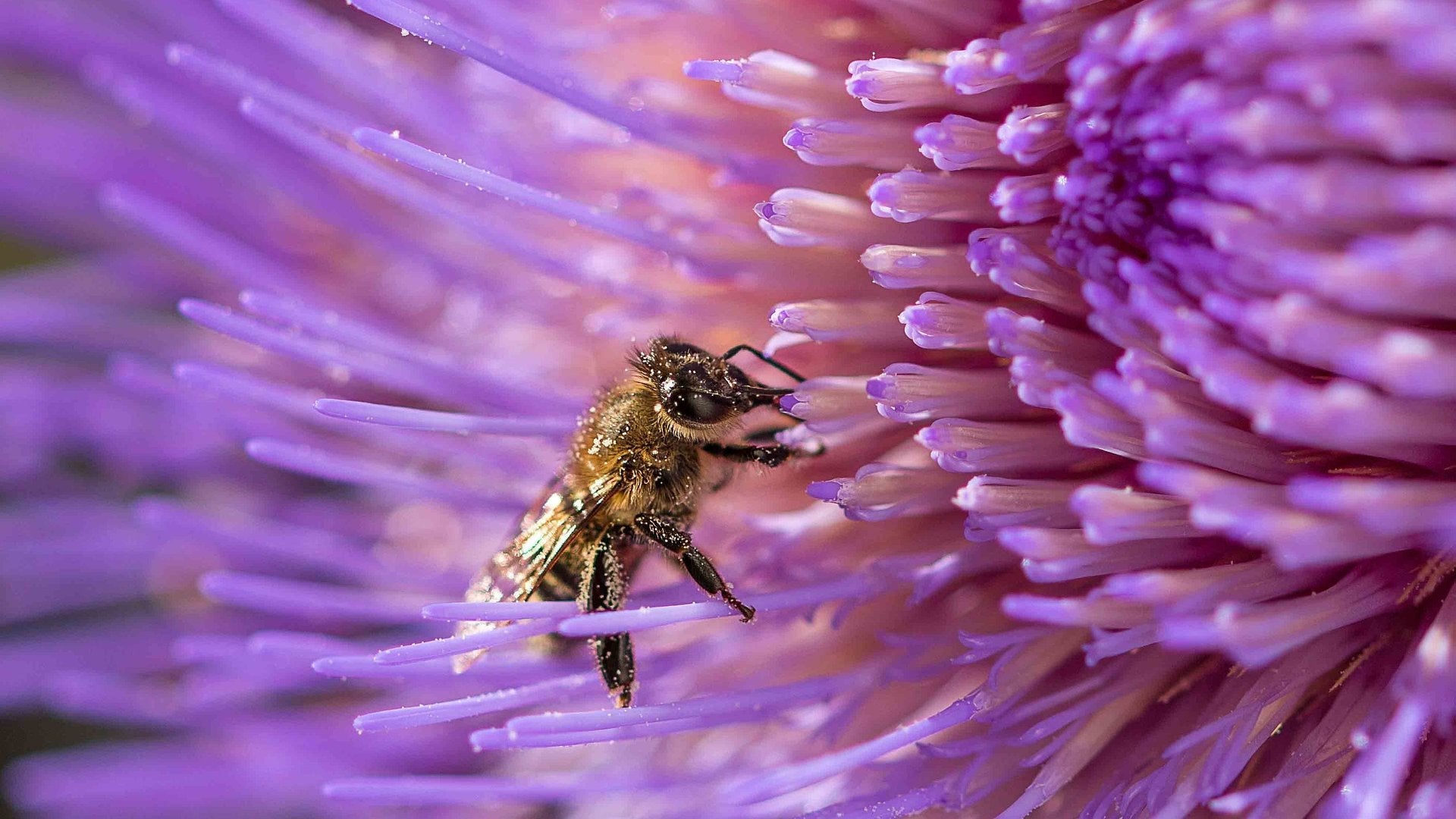 How to Capture the Beauty of the Micro World with a Macro Lens